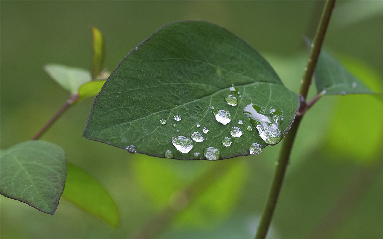 超大叶脉花草高清壁纸8 - 1280x800