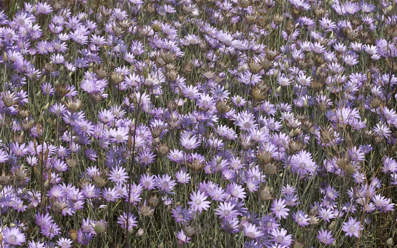 超大叶脉花草高清壁纸10 - 1280x800