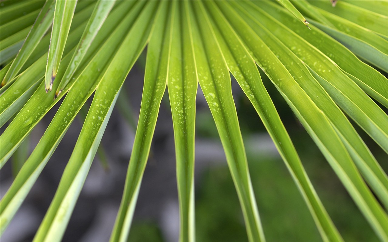 超大叶脉花草高清壁纸13 - 1280x800