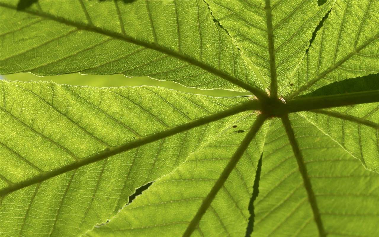 超大叶脉花草高清壁纸17 - 1280x800