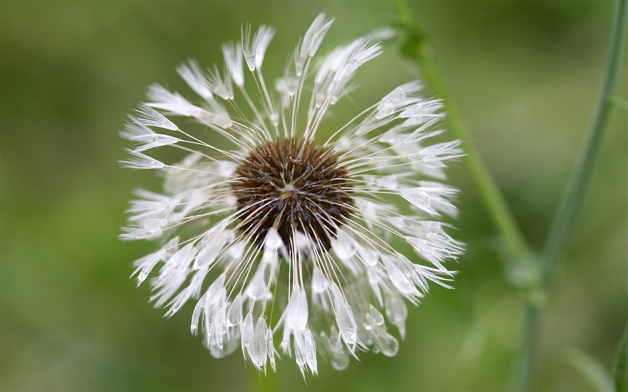 HD wallpaper flowers large vein #20 - 1280x800