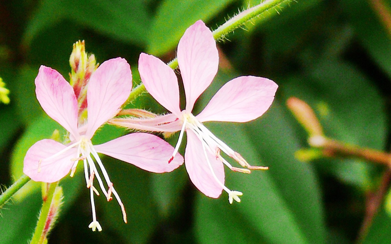 Fleur (œuvres GGC) #1 - 1280x800