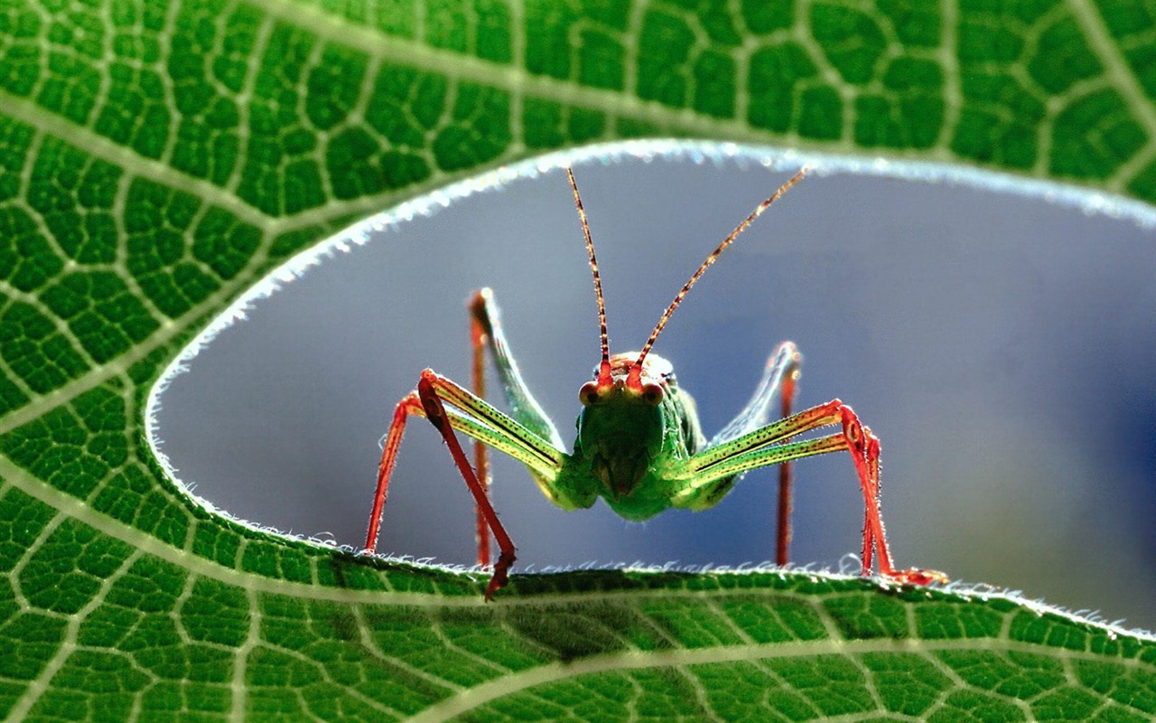 Fondo de pantalla de fotos de insectos #1 - 1280x800