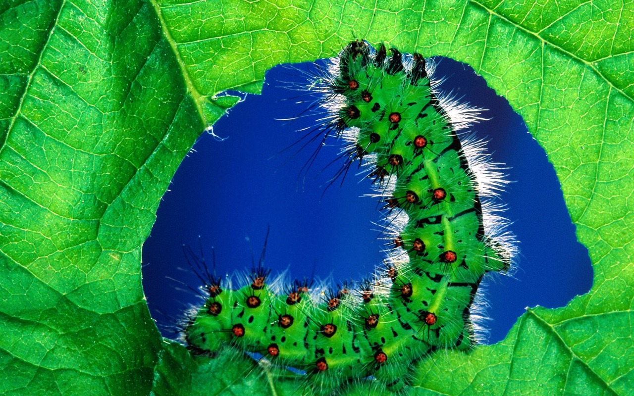 Fondo de pantalla de fotos de insectos #5 - 1280x800