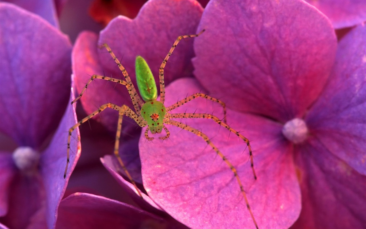 Fond d'écran photo d'insectes #10 - 1280x800