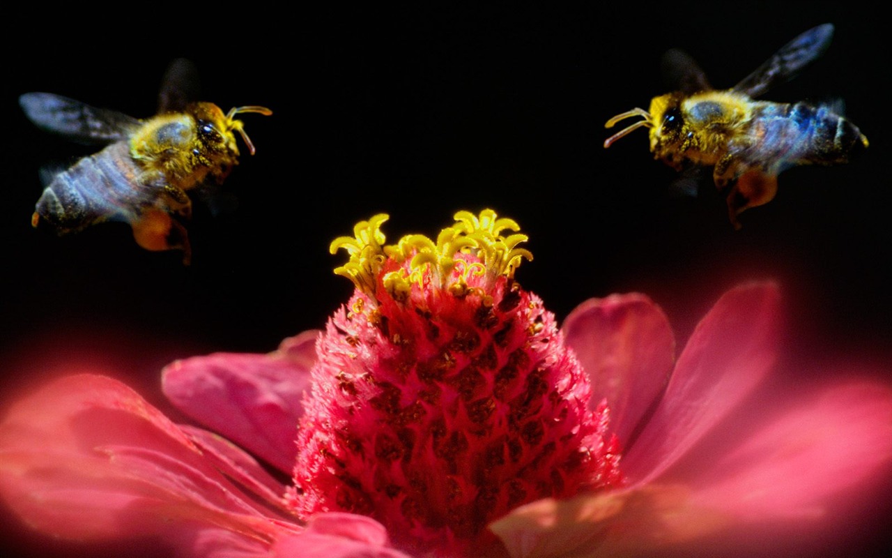 Fond d'écran photo d'insectes #19 - 1280x800