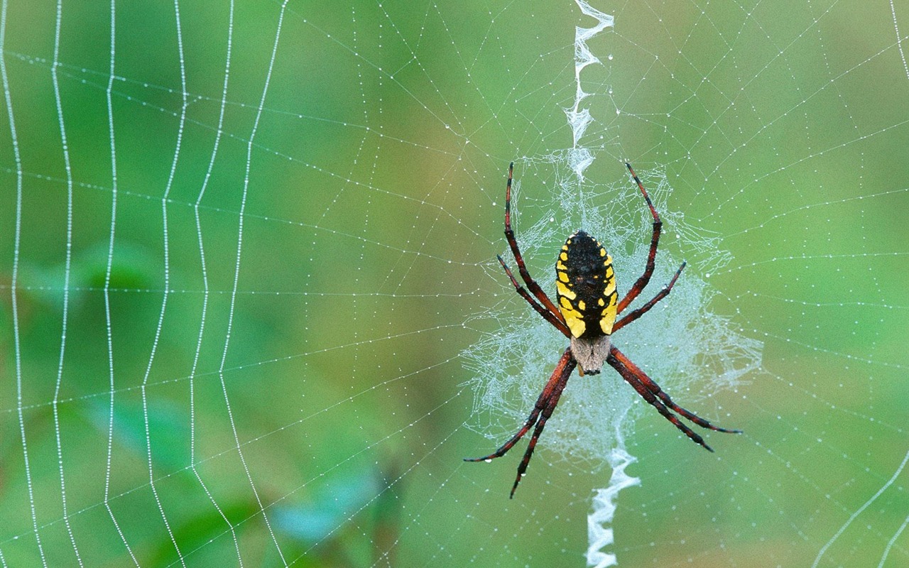 Fondo de pantalla de fotos de insectos #20 - 1280x800