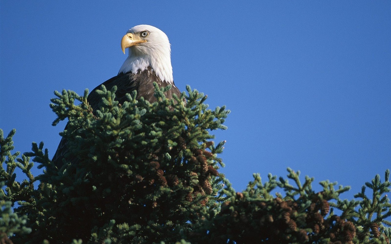 Eagle wings fly wallpaper #2 - 1280x800