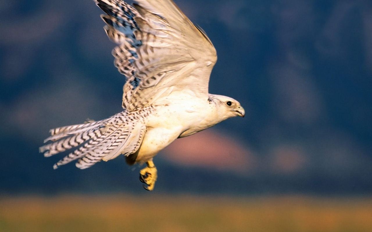 las alas del águila volar fondo de pantalla #5 - 1280x800