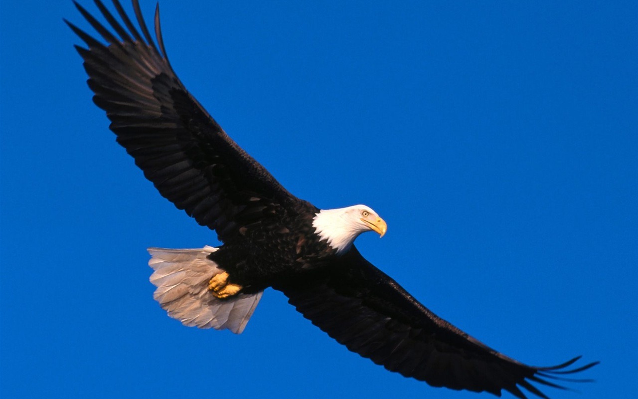 Eagle křídla letět wallpaper #8 - 1280x800