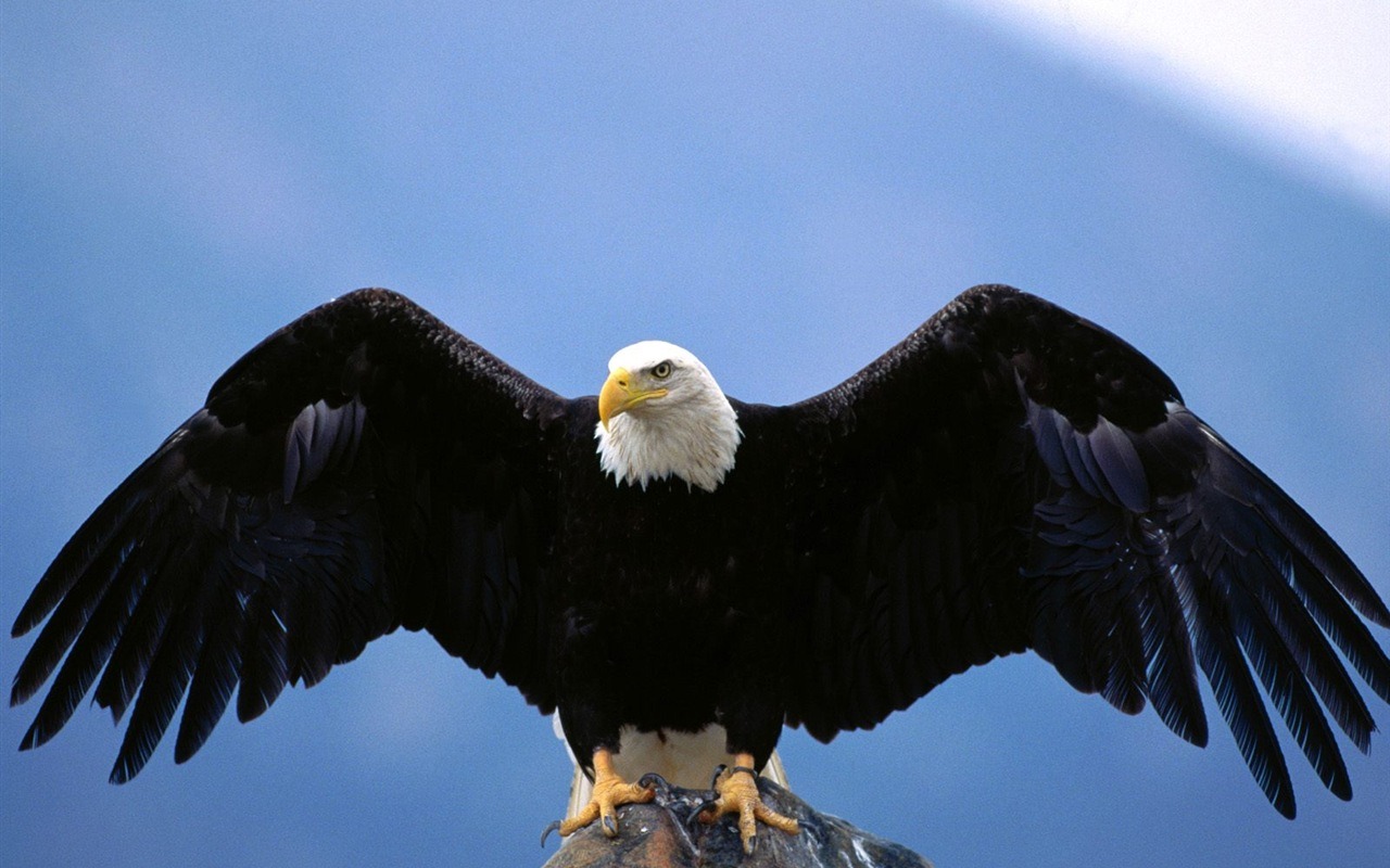 Eagle křídla letět wallpaper #9 - 1280x800