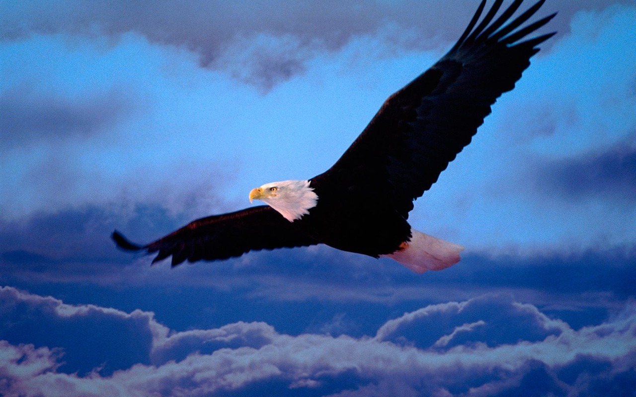 Eagle křídla letět wallpaper #12 - 1280x800