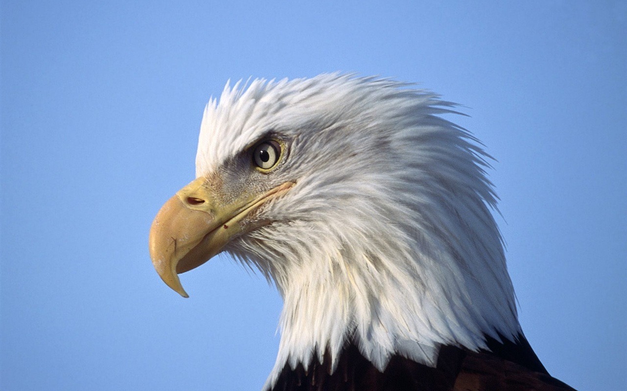 Eagle Flügeln fliegen Tapete #13 - 1280x800