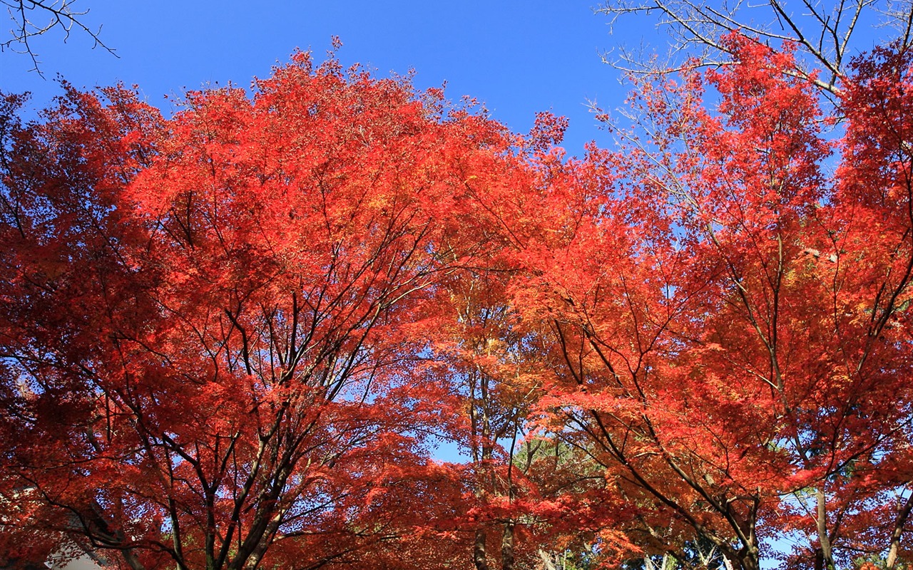 Beautiful Maple Leaf Wallpaper #1 - 1280x800