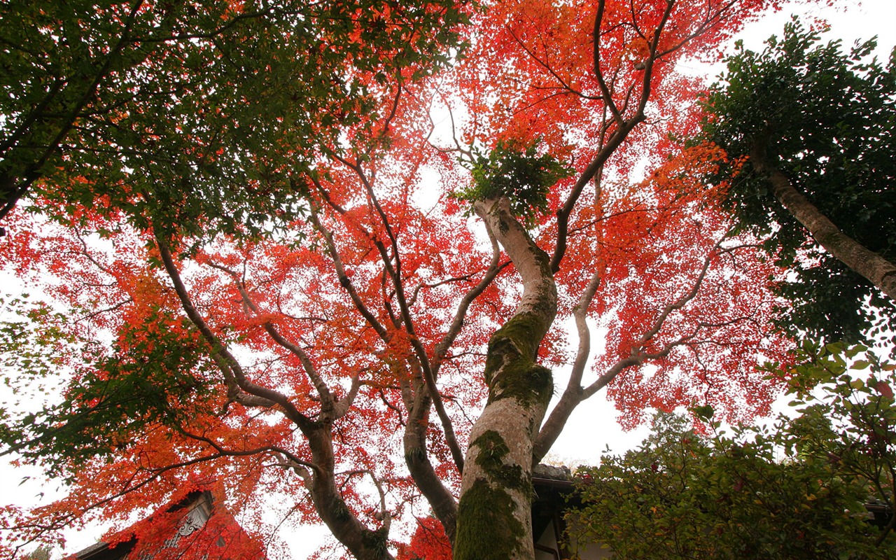 Beautiful Maple Leaf Wallpaper #4 - 1280x800