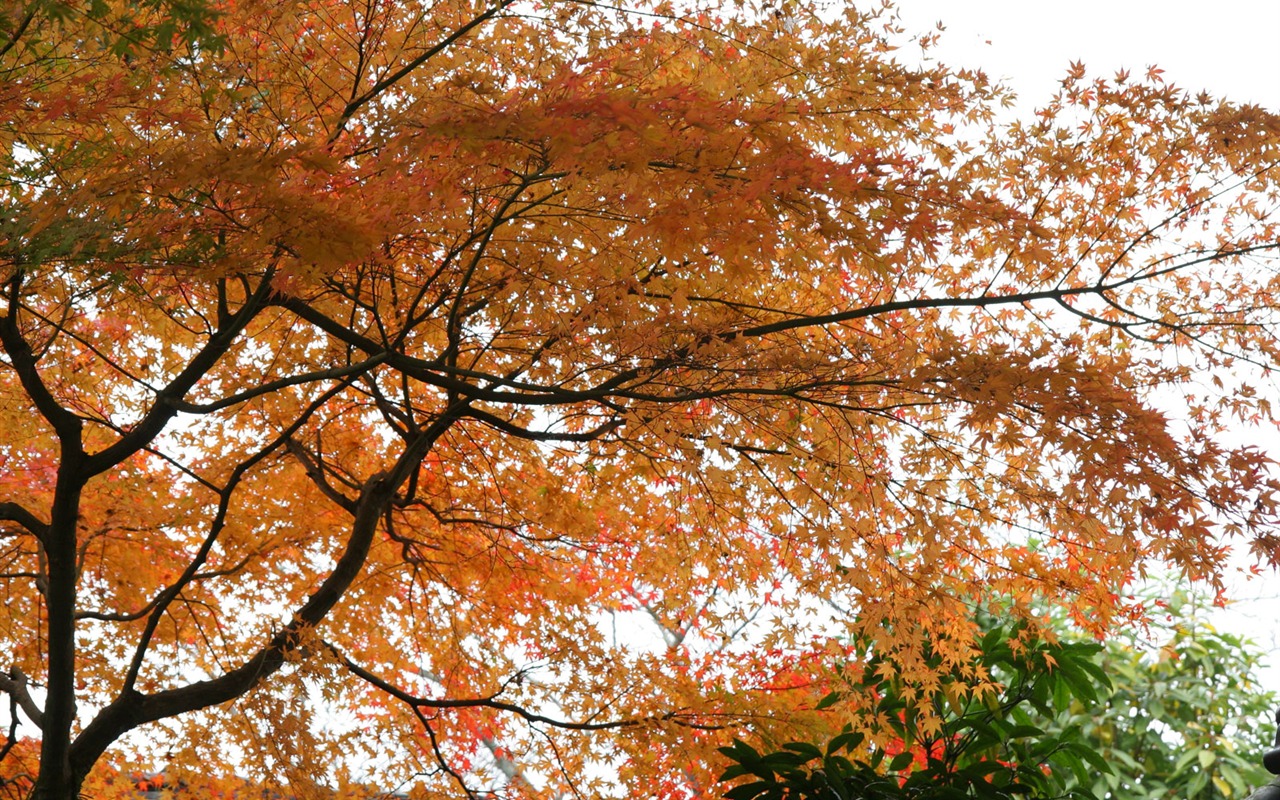 Krásné Maple Leaf Wallpaper #7 - 1280x800