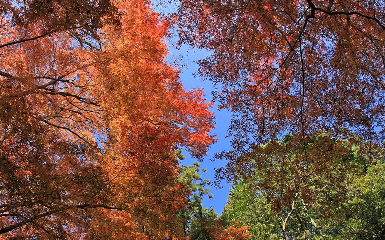Krásné Maple Leaf Wallpaper #8 - 1280x800