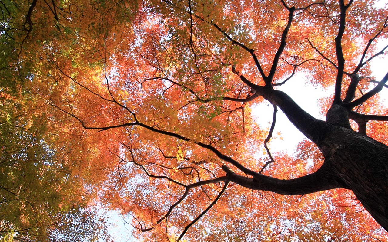 Krásné Maple Leaf Wallpaper #9 - 1280x800