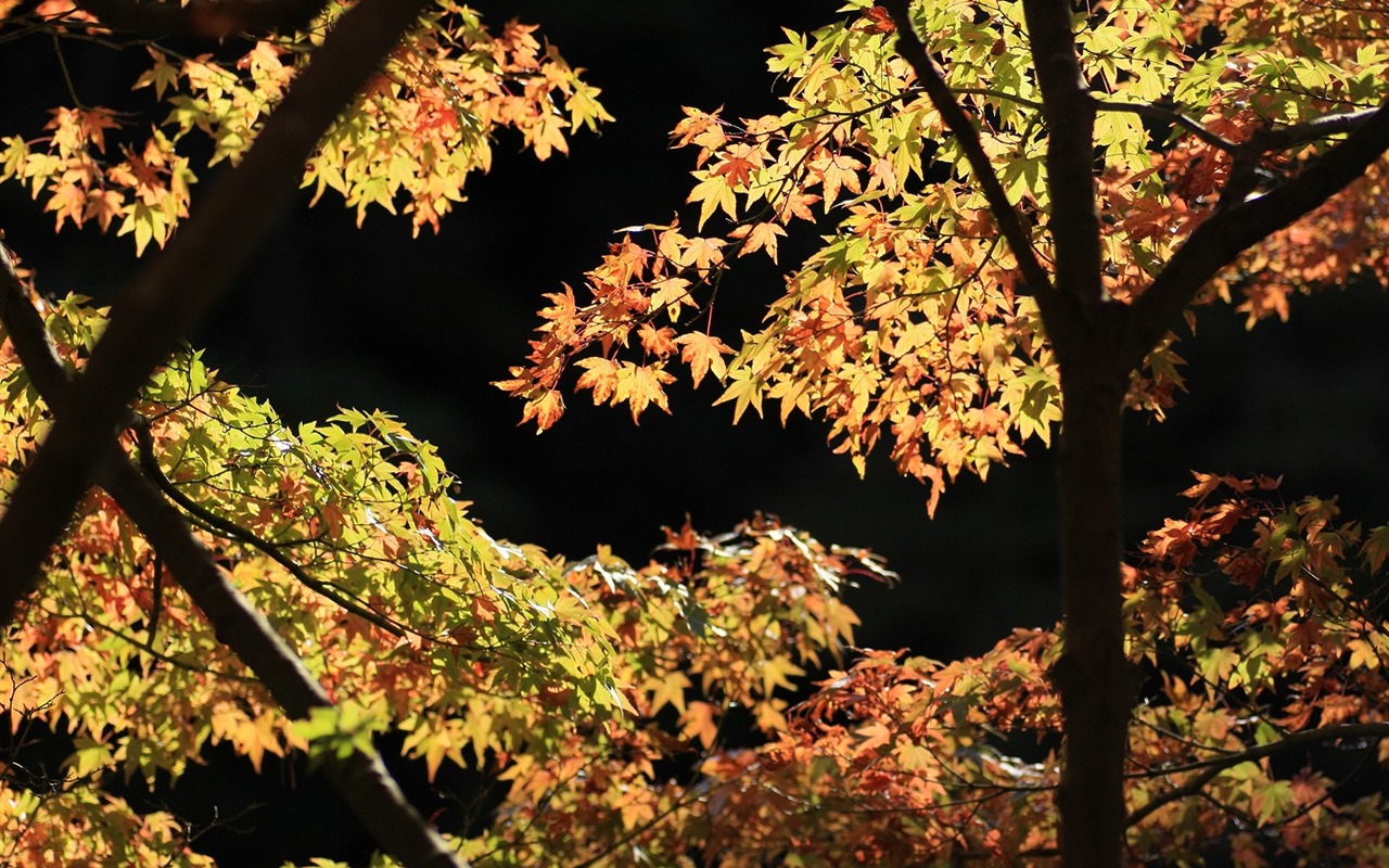 Krásné Maple Leaf Wallpaper #11 - 1280x800