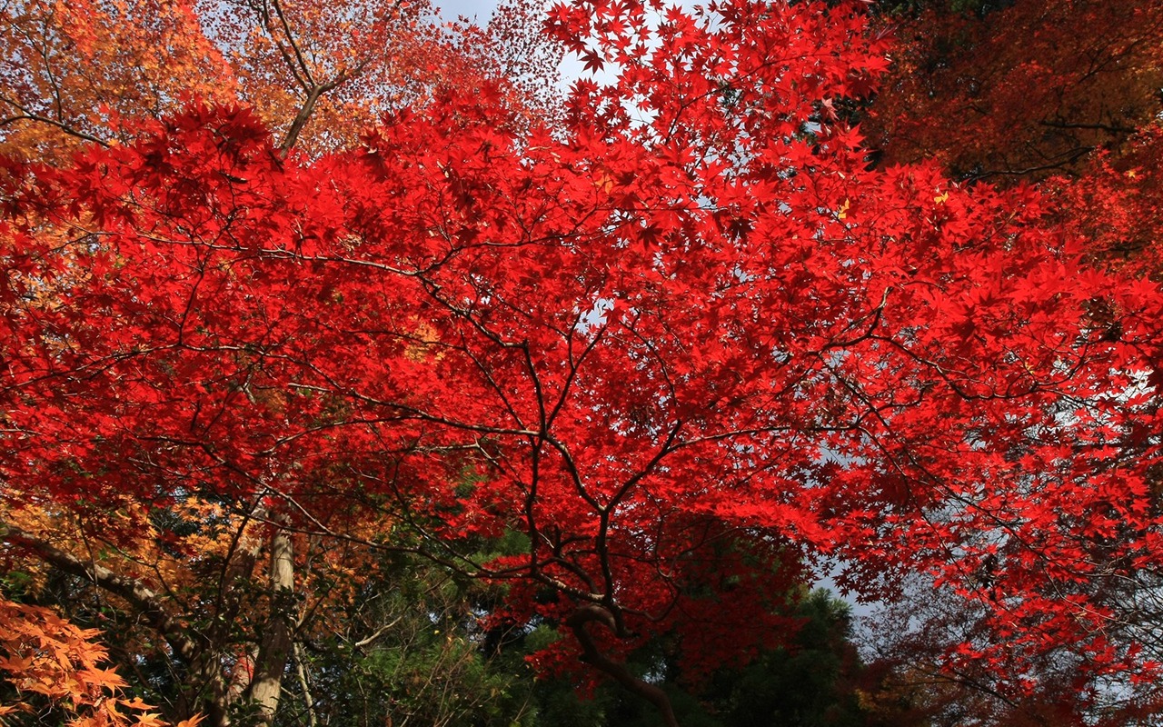 美丽枫叶满天壁纸专辑12 - 1280x800