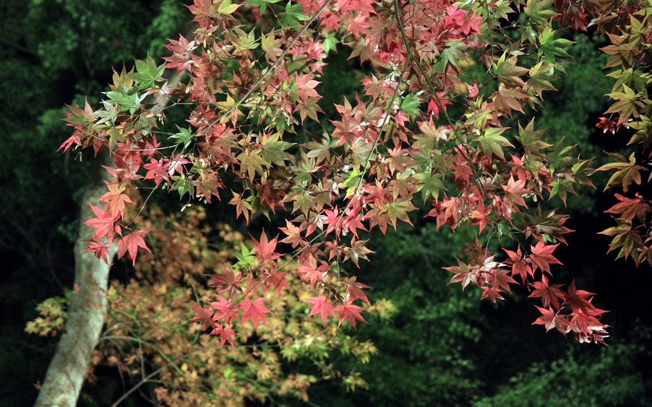 Beautiful Maple Leaf Wallpaper #13 - 1280x800