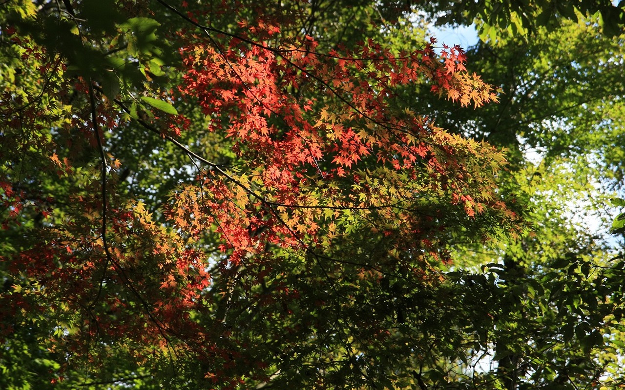 Beautiful Maple Leaf Wallpaper #18 - 1280x800