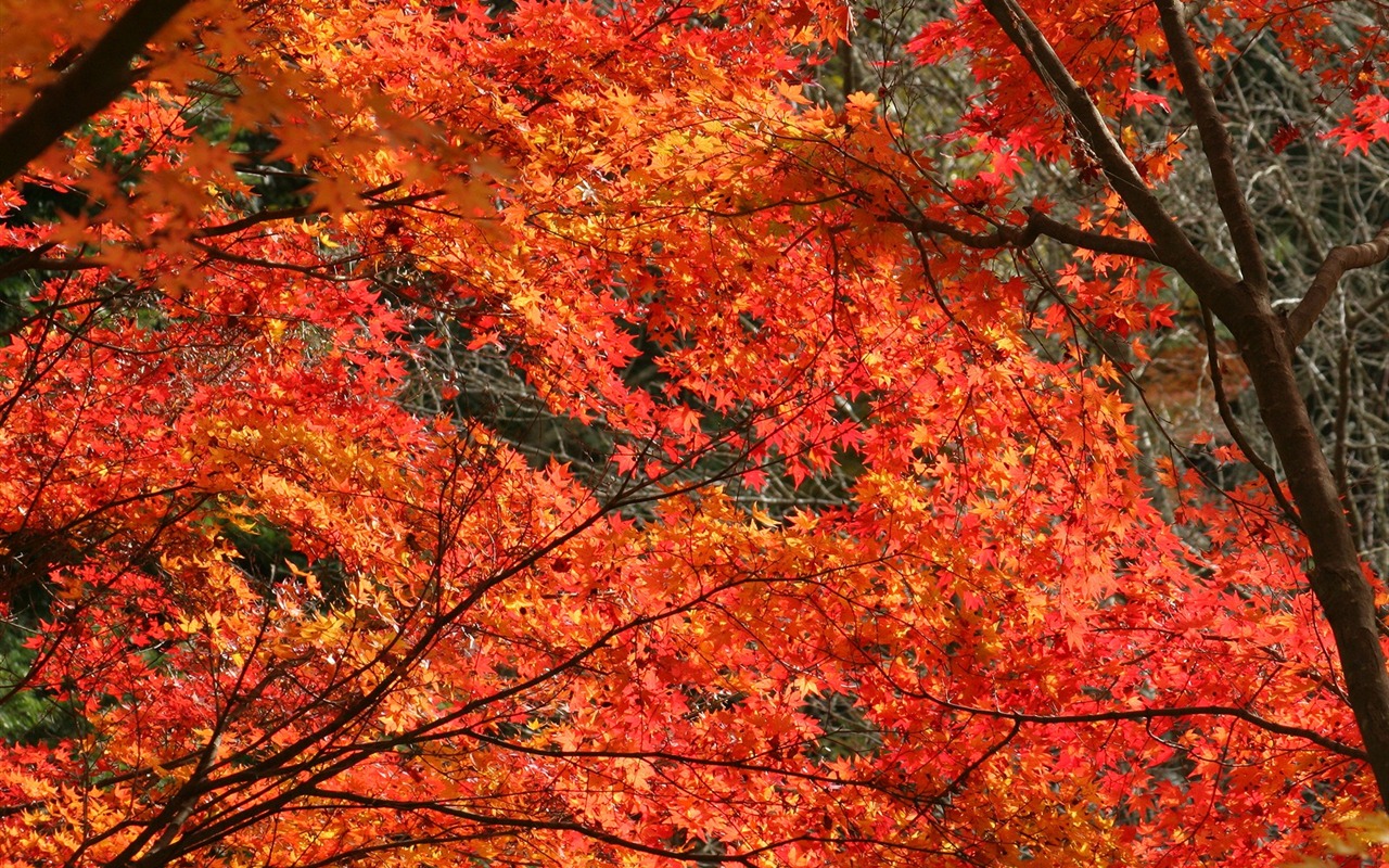 Krásné Maple Leaf Wallpaper #20 - 1280x800