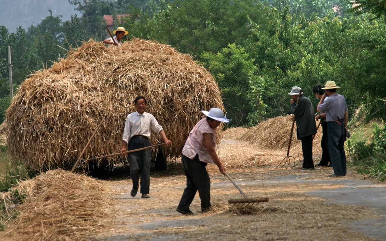 familiares de trigo (Minghu obras Metasequoia) #5 - 1280x800