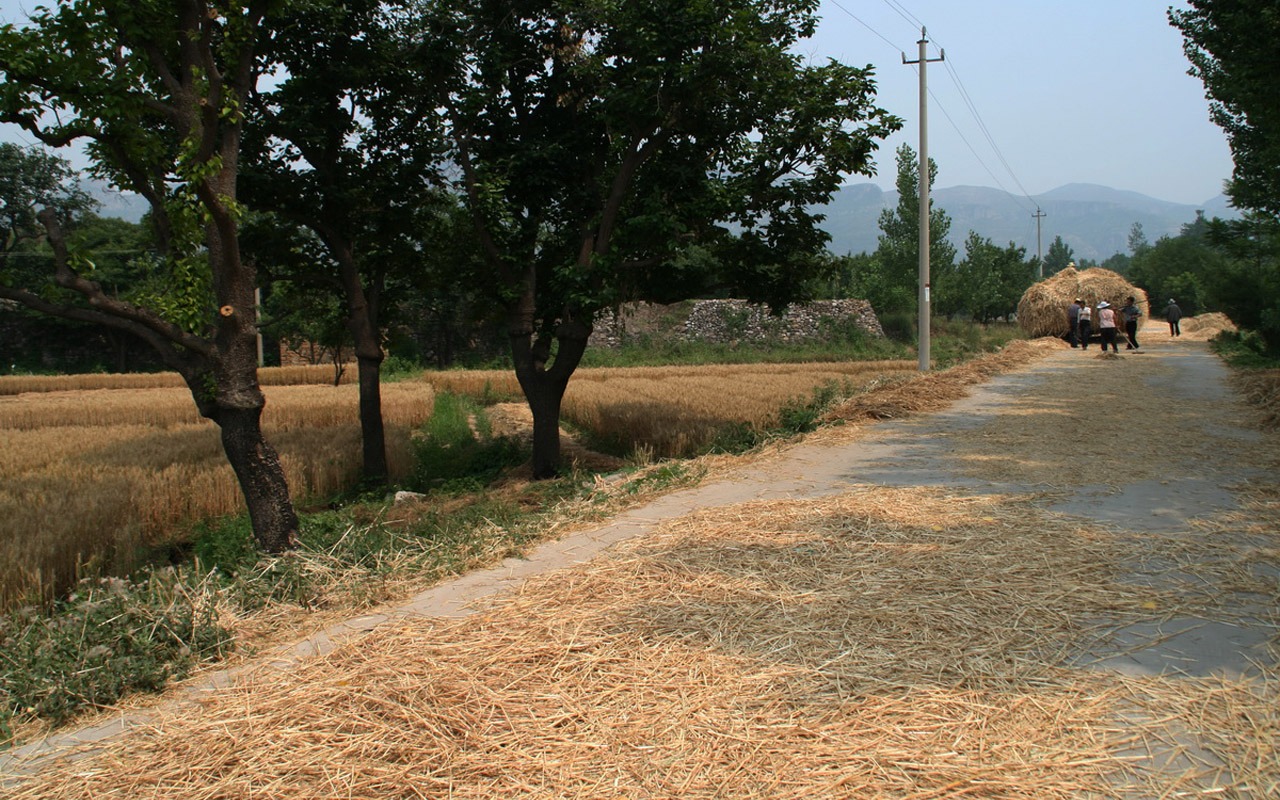 Пшеница знакомые (Minghu Метасеквойя работ) #6 - 1280x800
