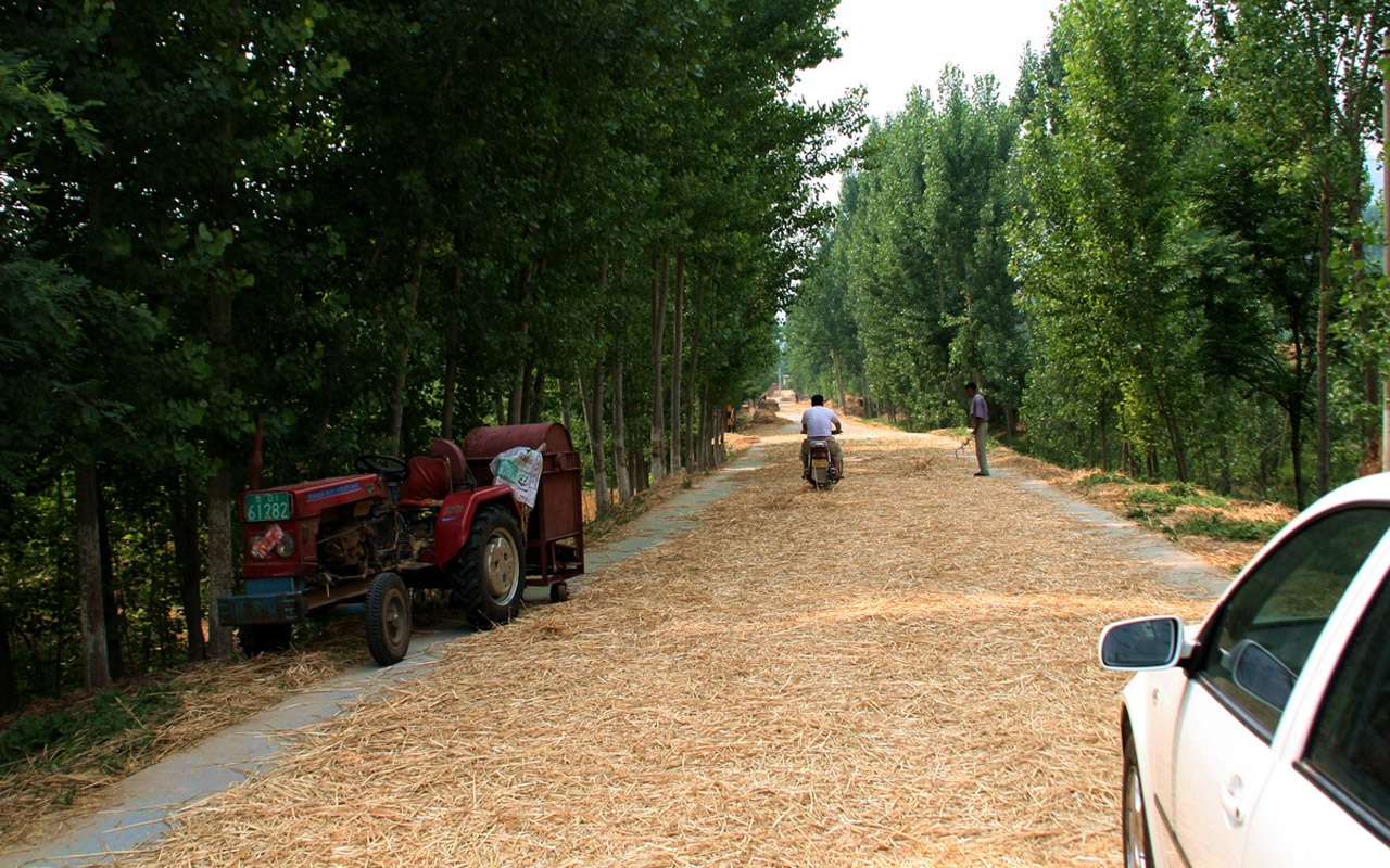 familiers du blé (Minghu œuvres Metasequoia) #12 - 1280x800