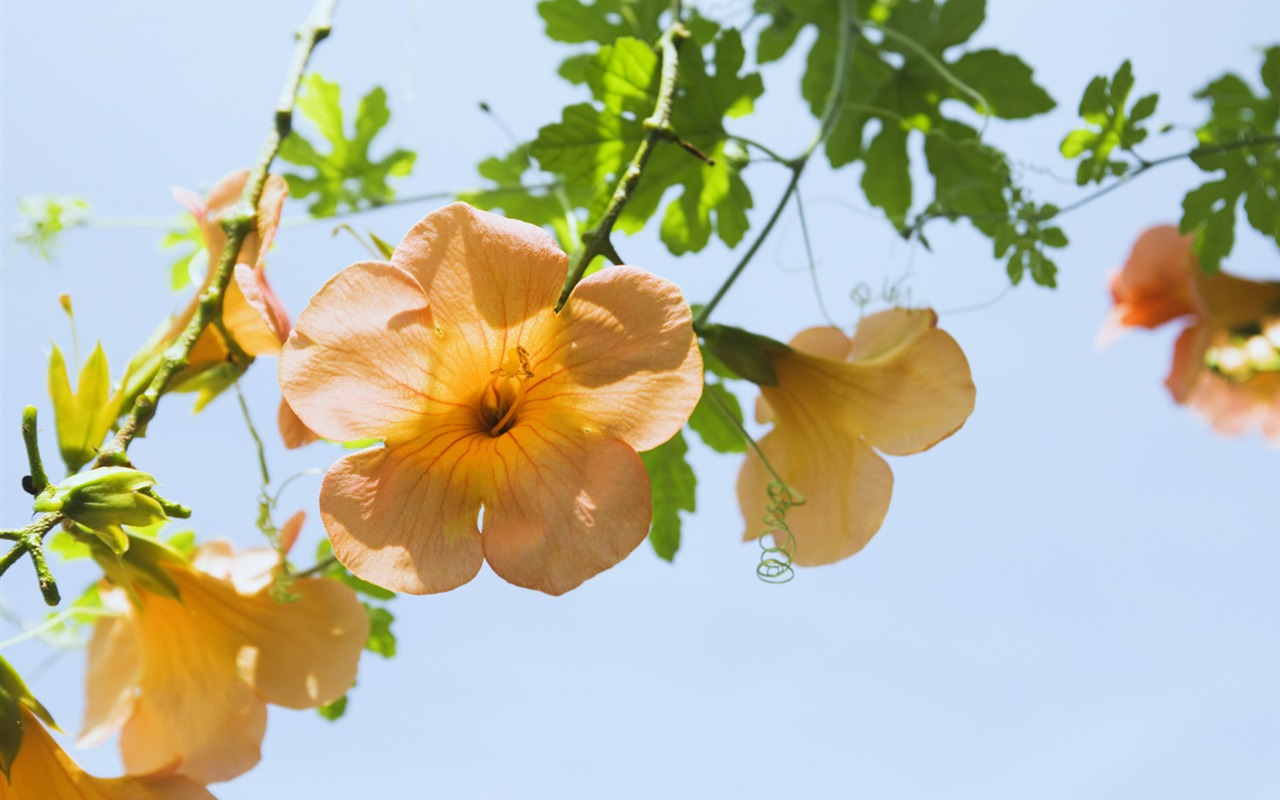 晴れた空の花の下で #5 - 1280x800