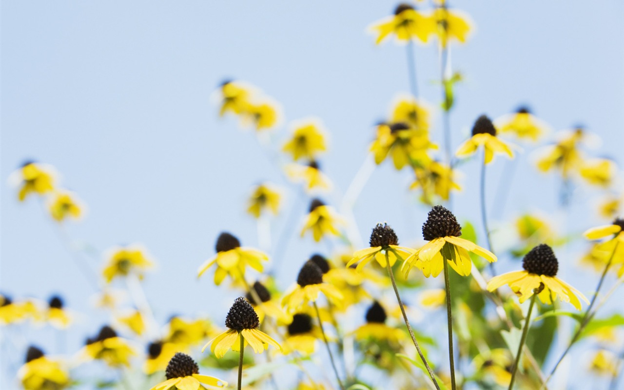 Under clear sky flowers #6 - 1280x800