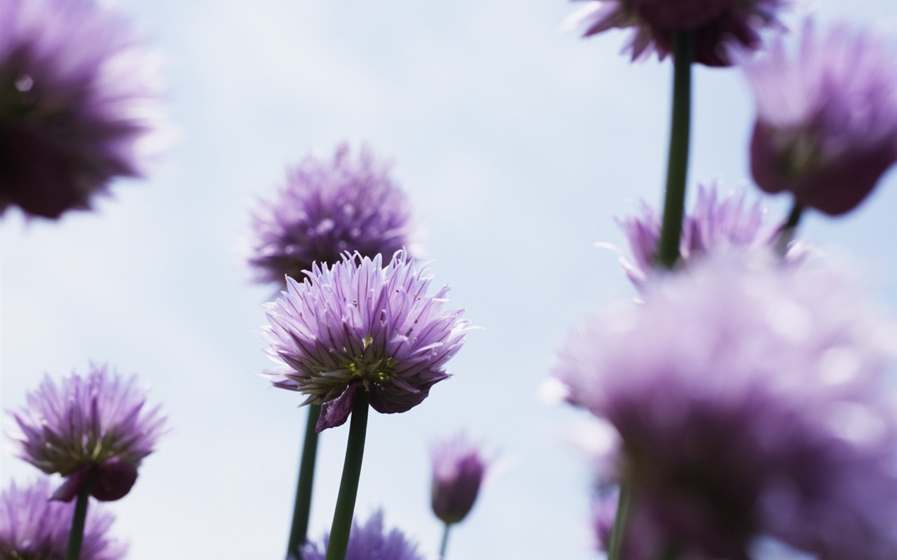 晴れた空の花の下で #7 - 1280x800