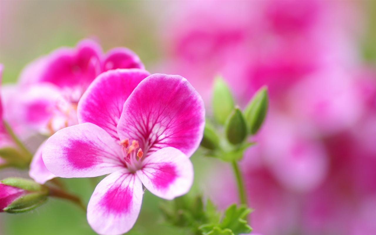 Personal Flowers Wallpaper #1 - 1280x800