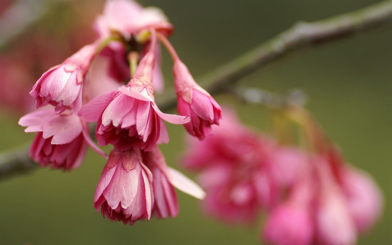 個人の花の壁紙 #2 - 1280x800