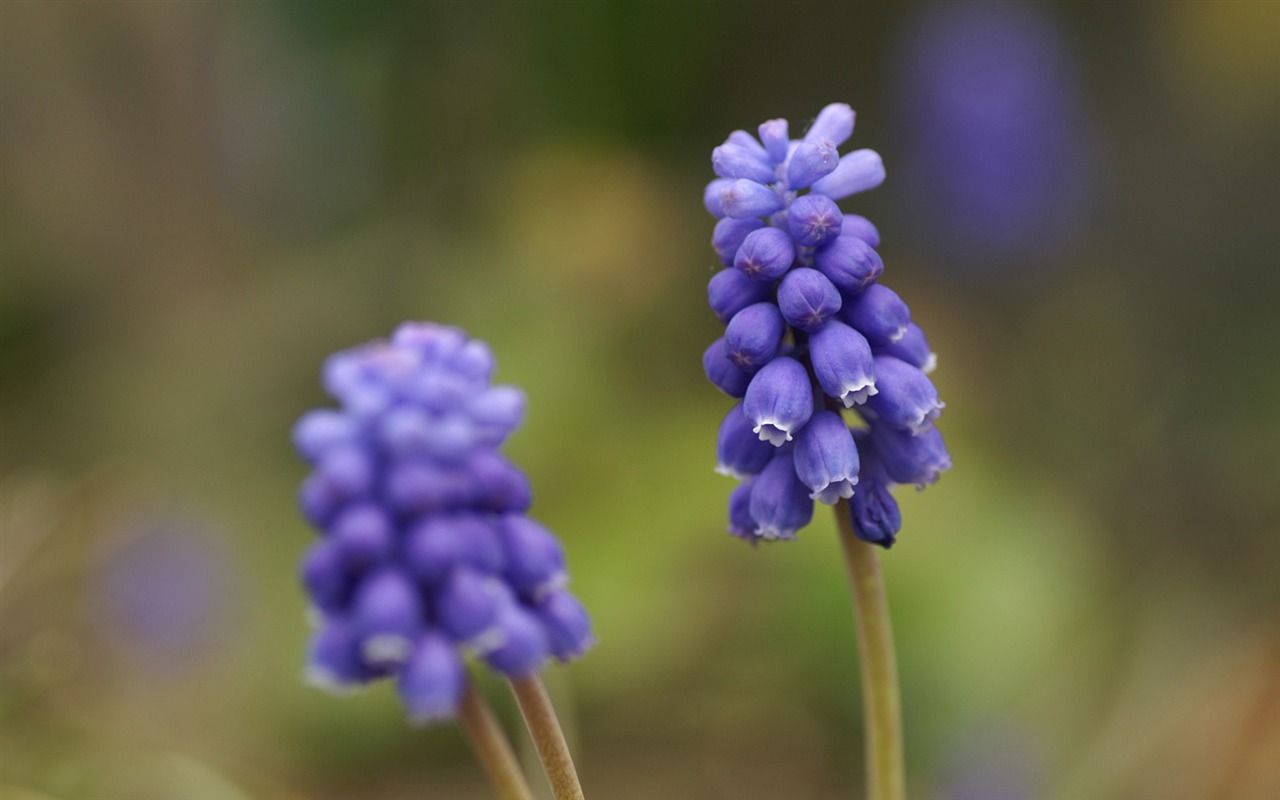 個人の花の壁紙 #4 - 1280x800