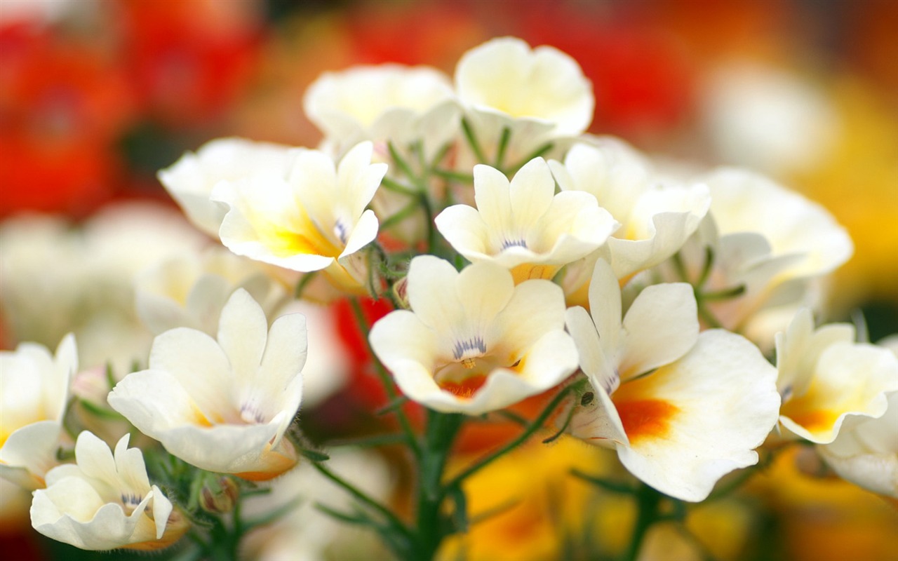 Personal Flowers Wallpaper #5 - 1280x800