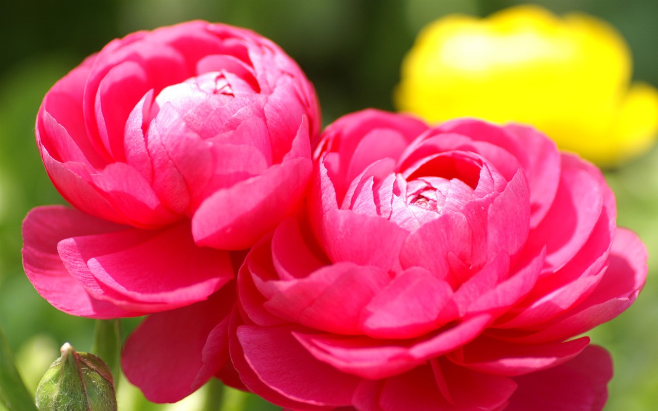 Osobní Květiny Tapeta #9 - 1280x800