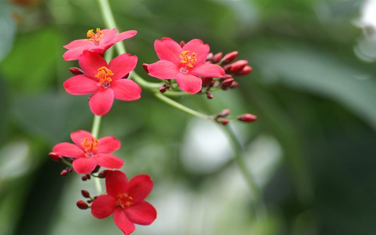 Osobní Květiny Tapeta #15 - 1280x800