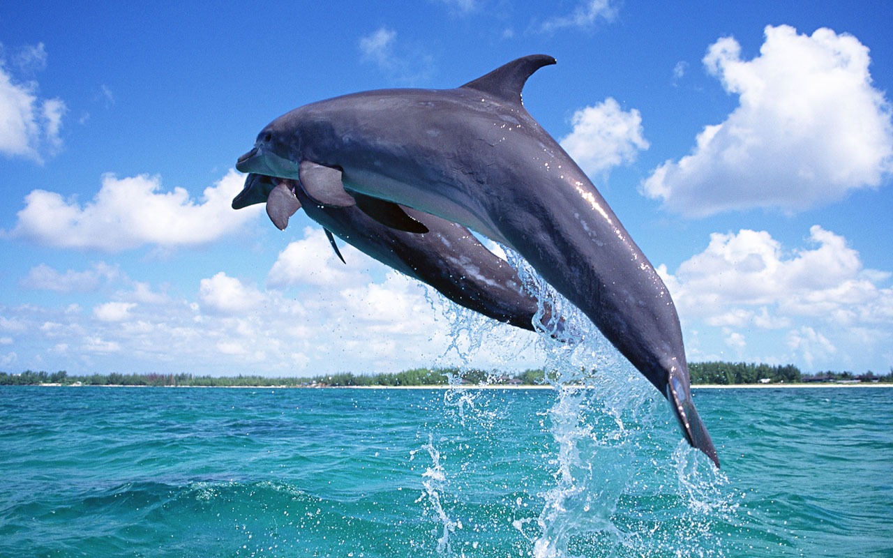 Dolphin Photo Wallpaper #1 - 1280x800