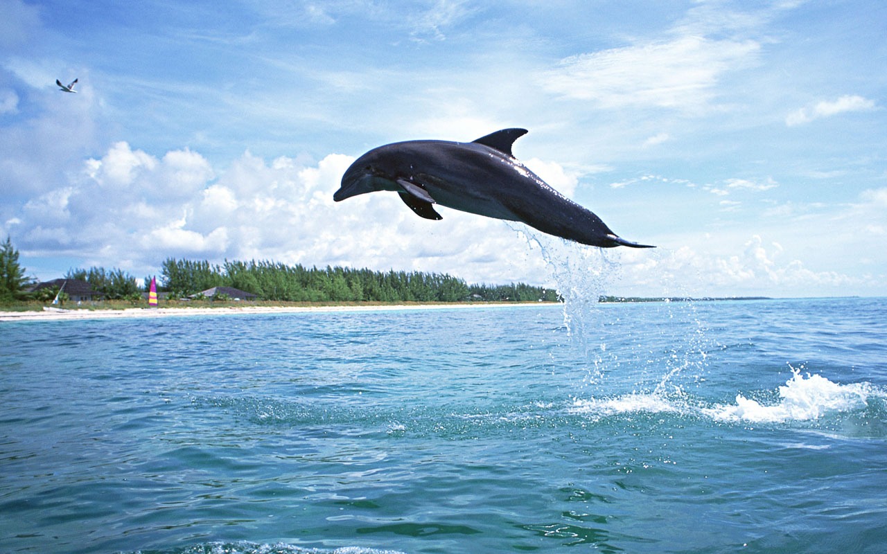 Fondo de pantalla de fotos de delfines #2 - 1280x800