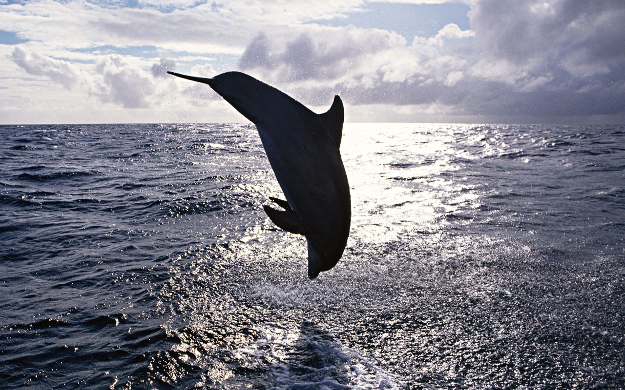 Fondo de pantalla de fotos de delfines #3 - 1280x800