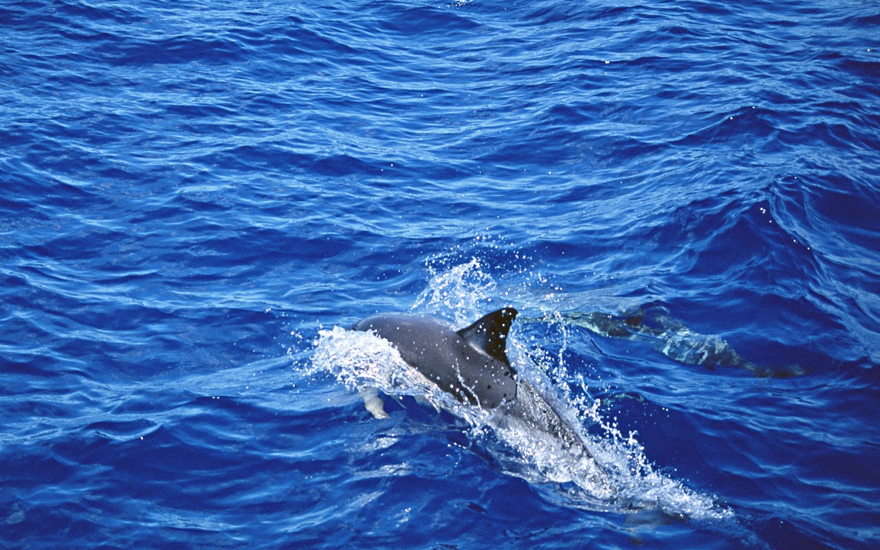 Dolphin Photo Wallpaper #4 - 1280x800