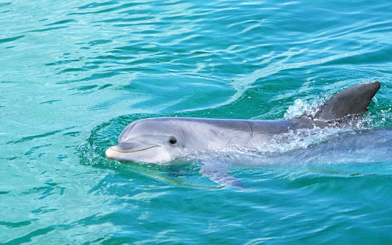 Fondo de pantalla de fotos de delfines #6 - 1280x800