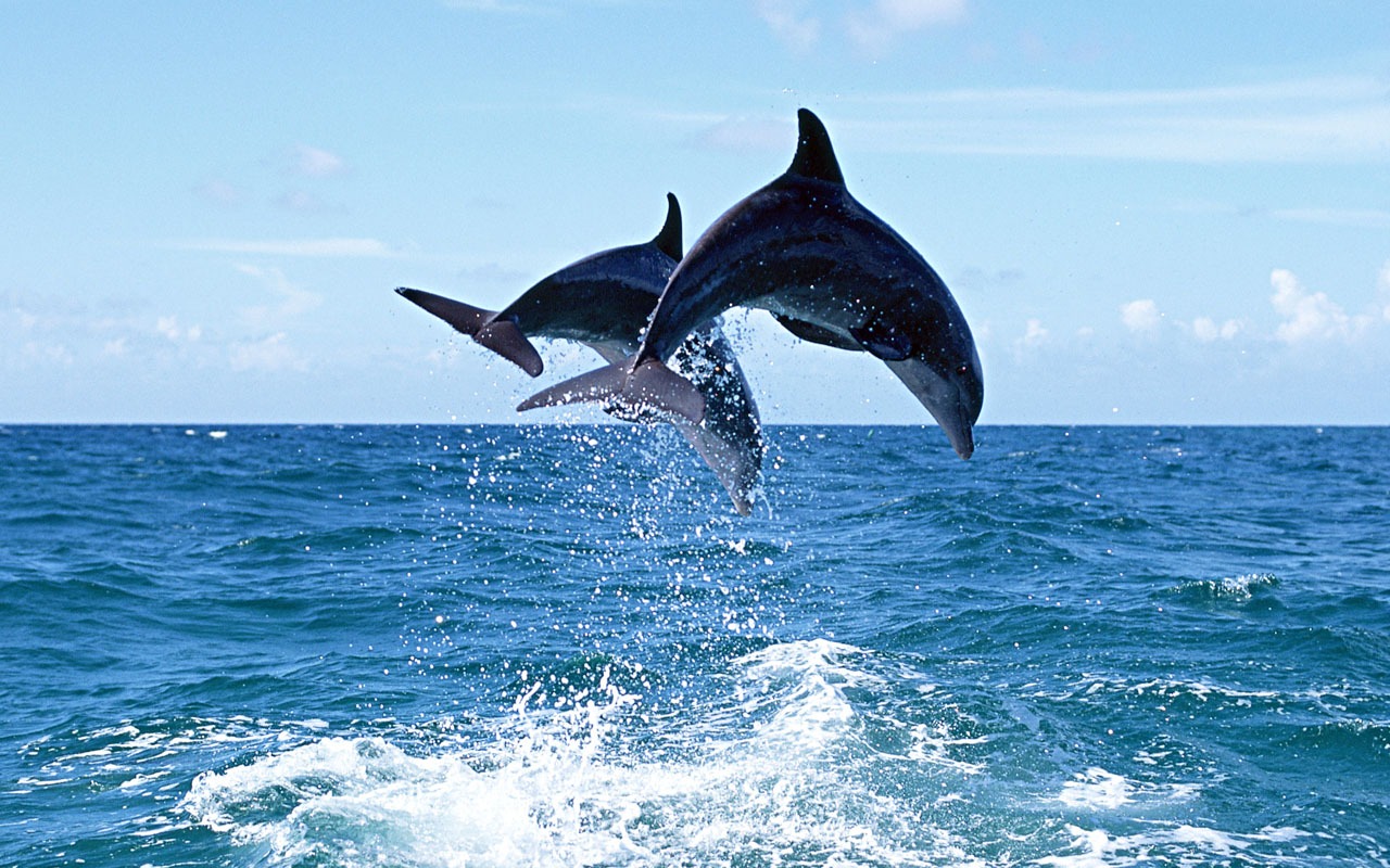 Fondo de pantalla de fotos de delfines #7 - 1280x800