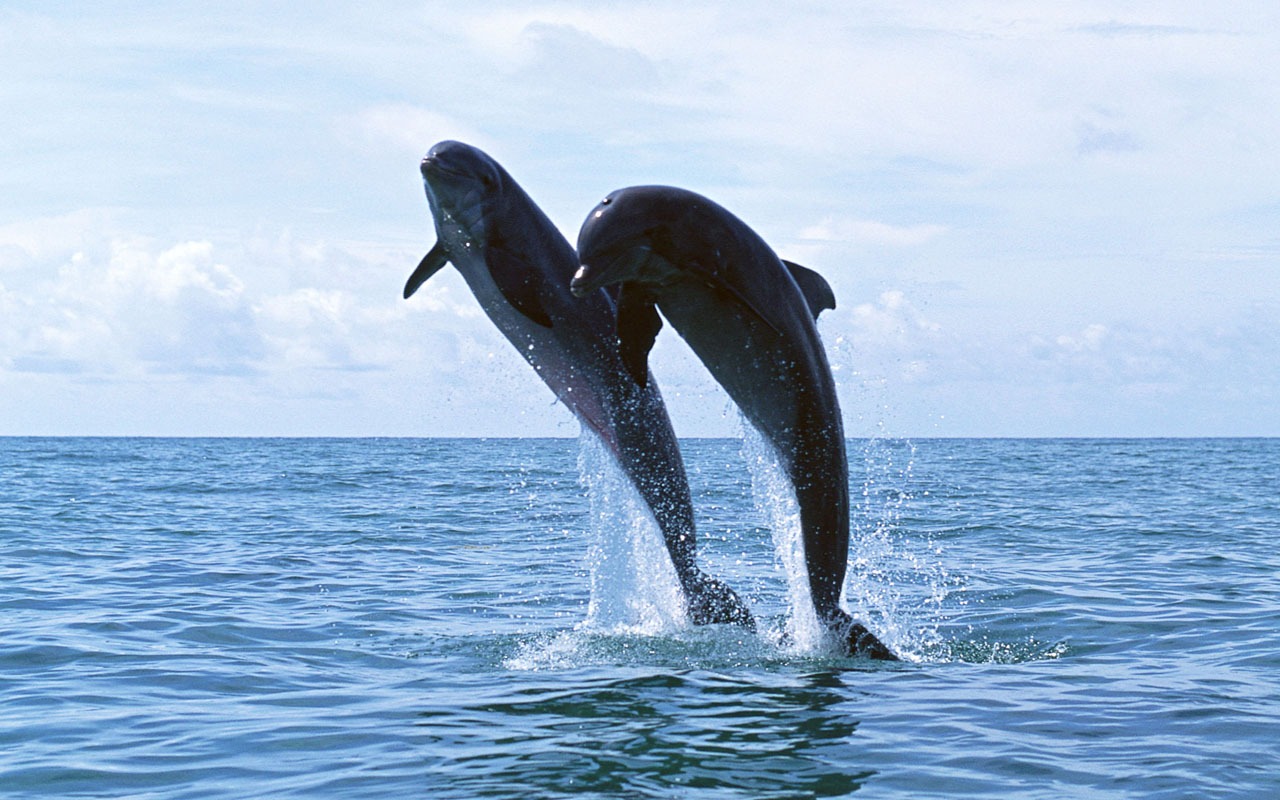 Dolphin Photo Wallpaper #8 - 1280x800