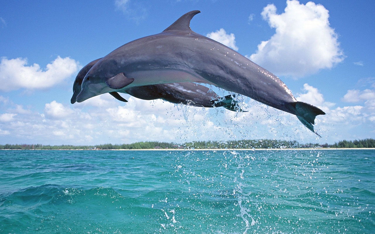 Fondo de pantalla de fotos de delfines #9 - 1280x800