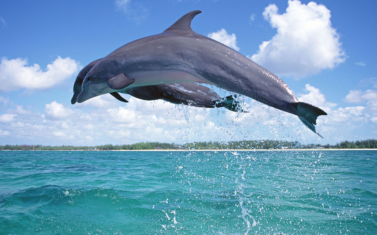 Dolphin Photo Wallpaper #9 - 1280x800