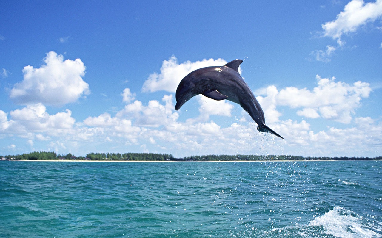 Dolphin Photo Wallpaper #12 - 1280x800