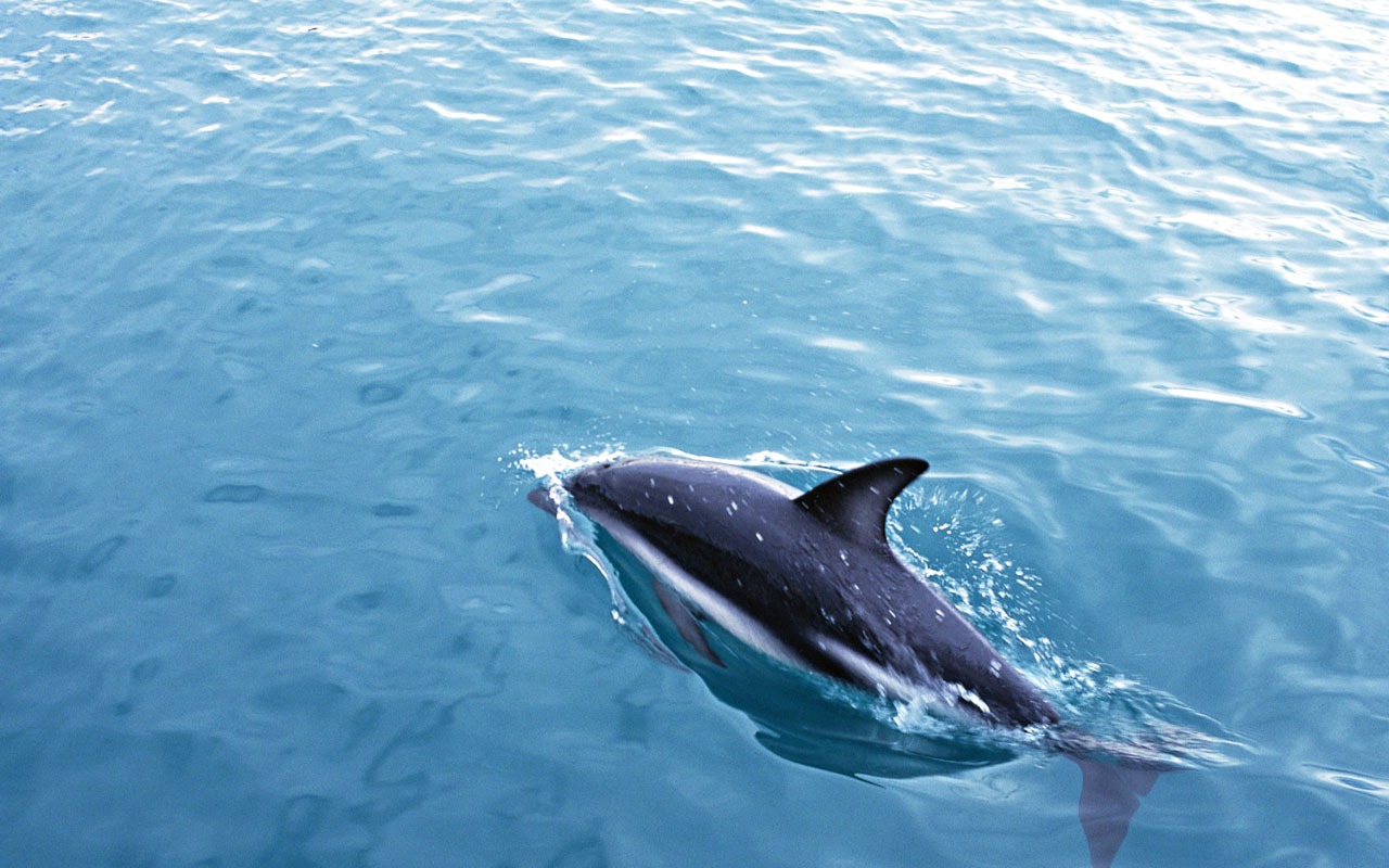 Dolphin Photo Wallpaper #13 - 1280x800